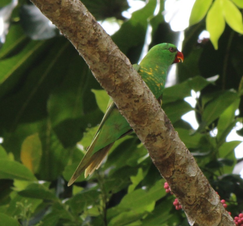 Scaly-breasted Lorikeet - ML93433111