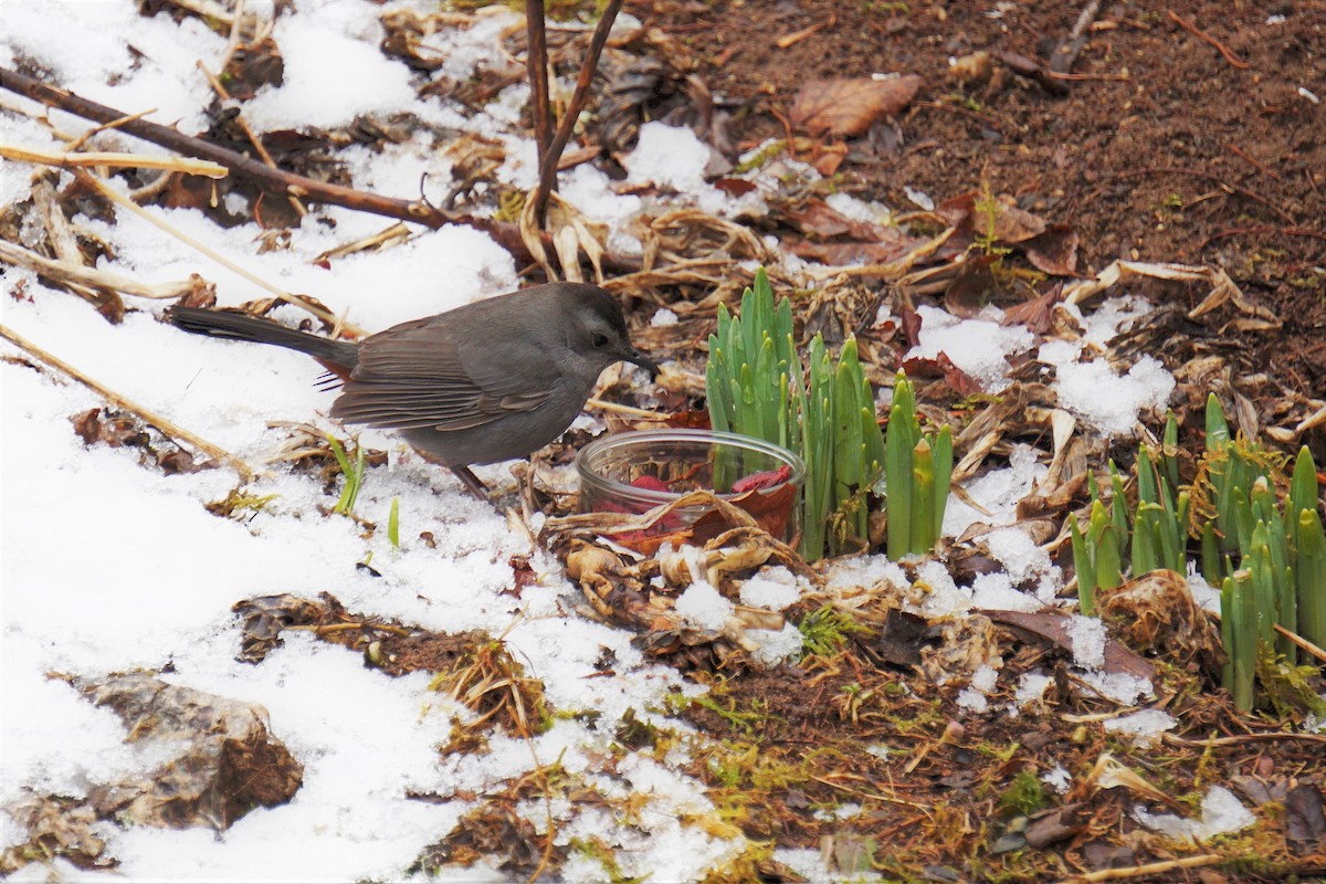 Gray Catbird - ML93433331