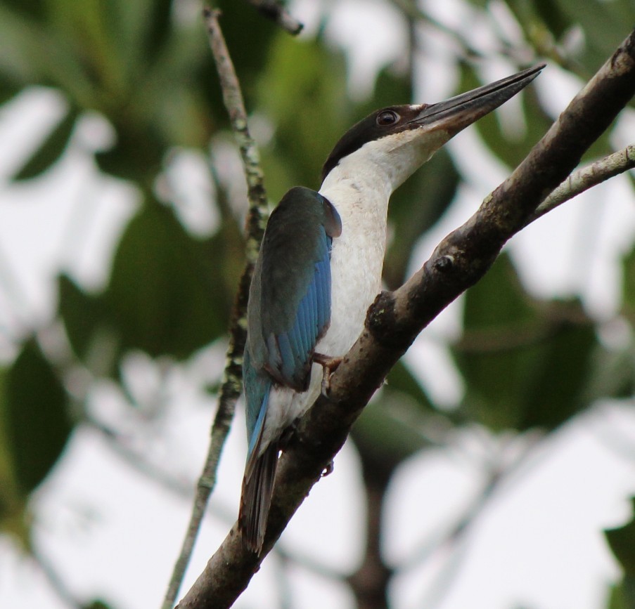 Torresian Kingfisher - ML93433471