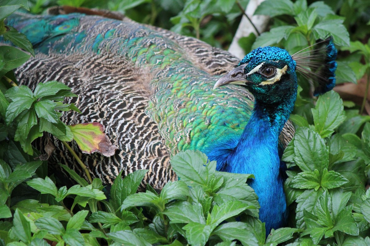 Indian Peafowl (Domestic type) - ML93433511