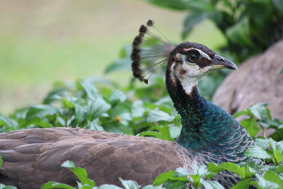 Indian Peafowl (Domestic type) - ML93433541