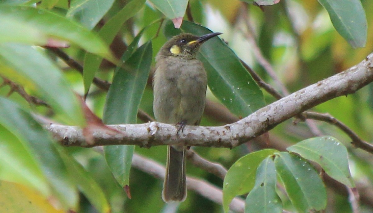 Yellow-spotted Honeyeater - ML93433571