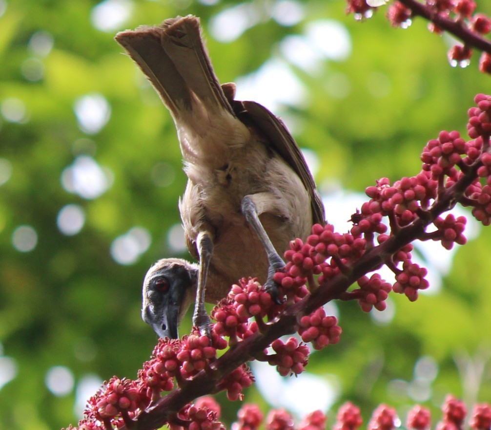 Helmeted Friarbird (Hornbill) - ML93433591