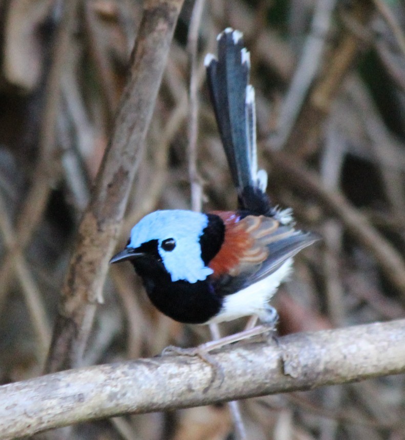 Lovely Fairywren - ML93433821