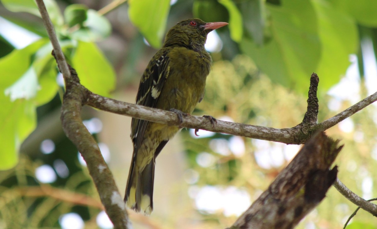 Green Oriole - ML93433891