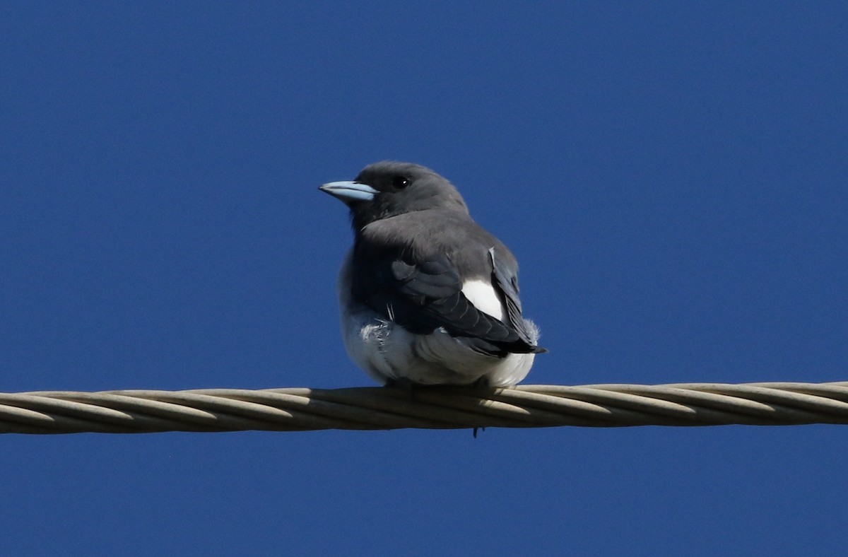 White-breasted Woodswallow - David Ongley