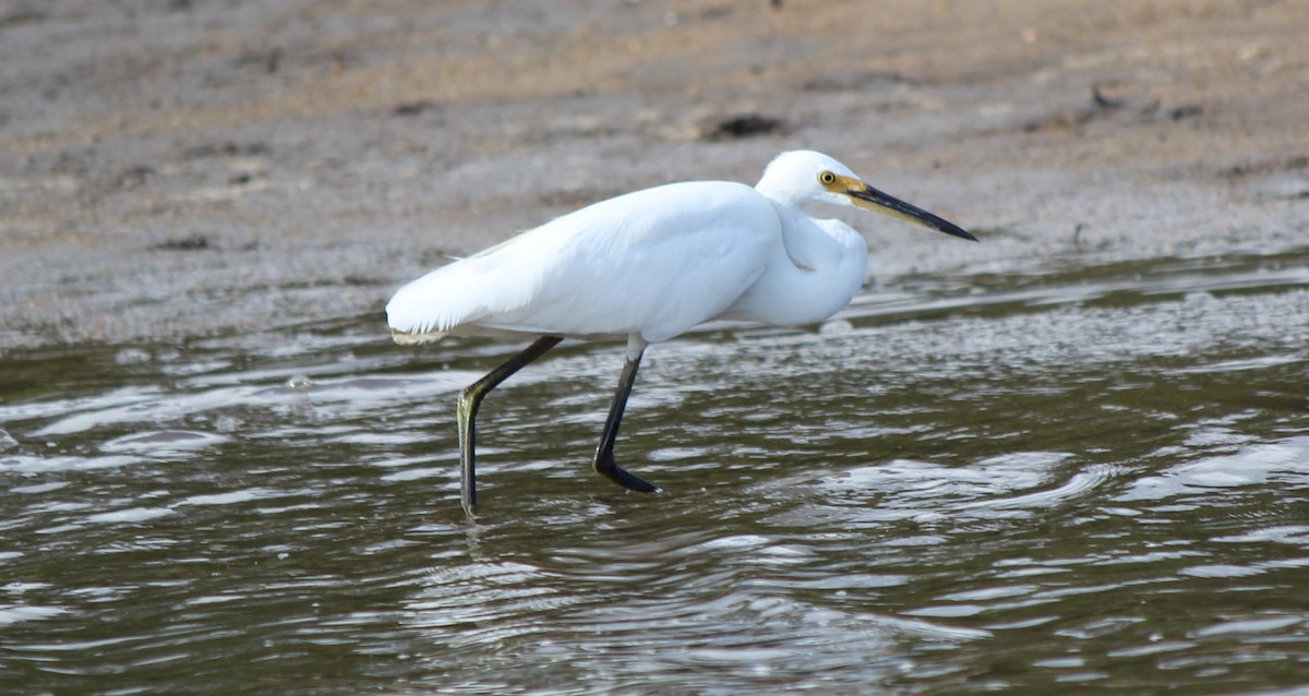 Little Egret - ML93435591