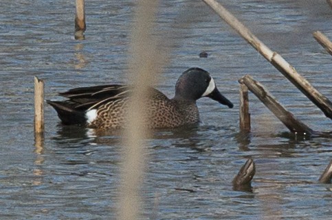 Blue-winged Teal - George Engeler