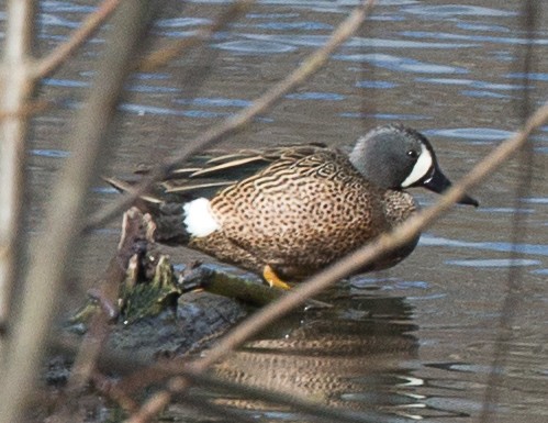 Blue-winged Teal - ML93435701