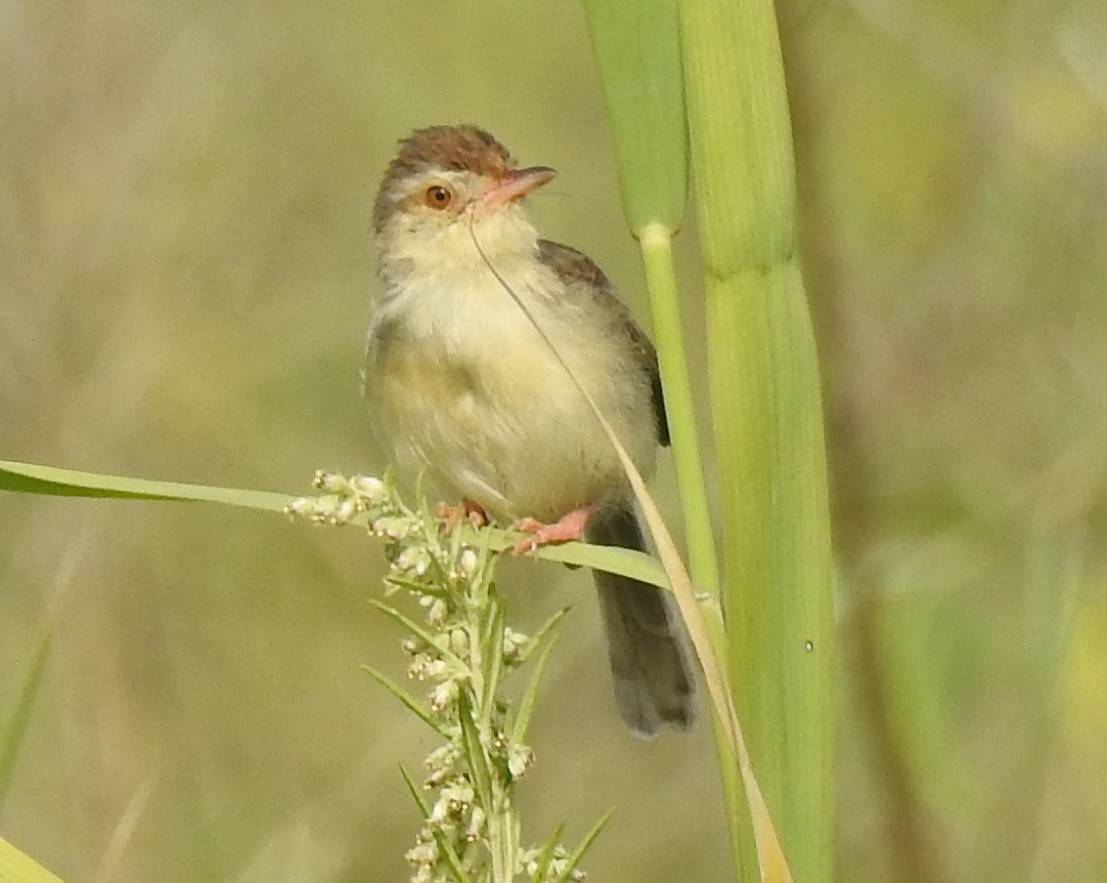 Prinia simple - ML93436141