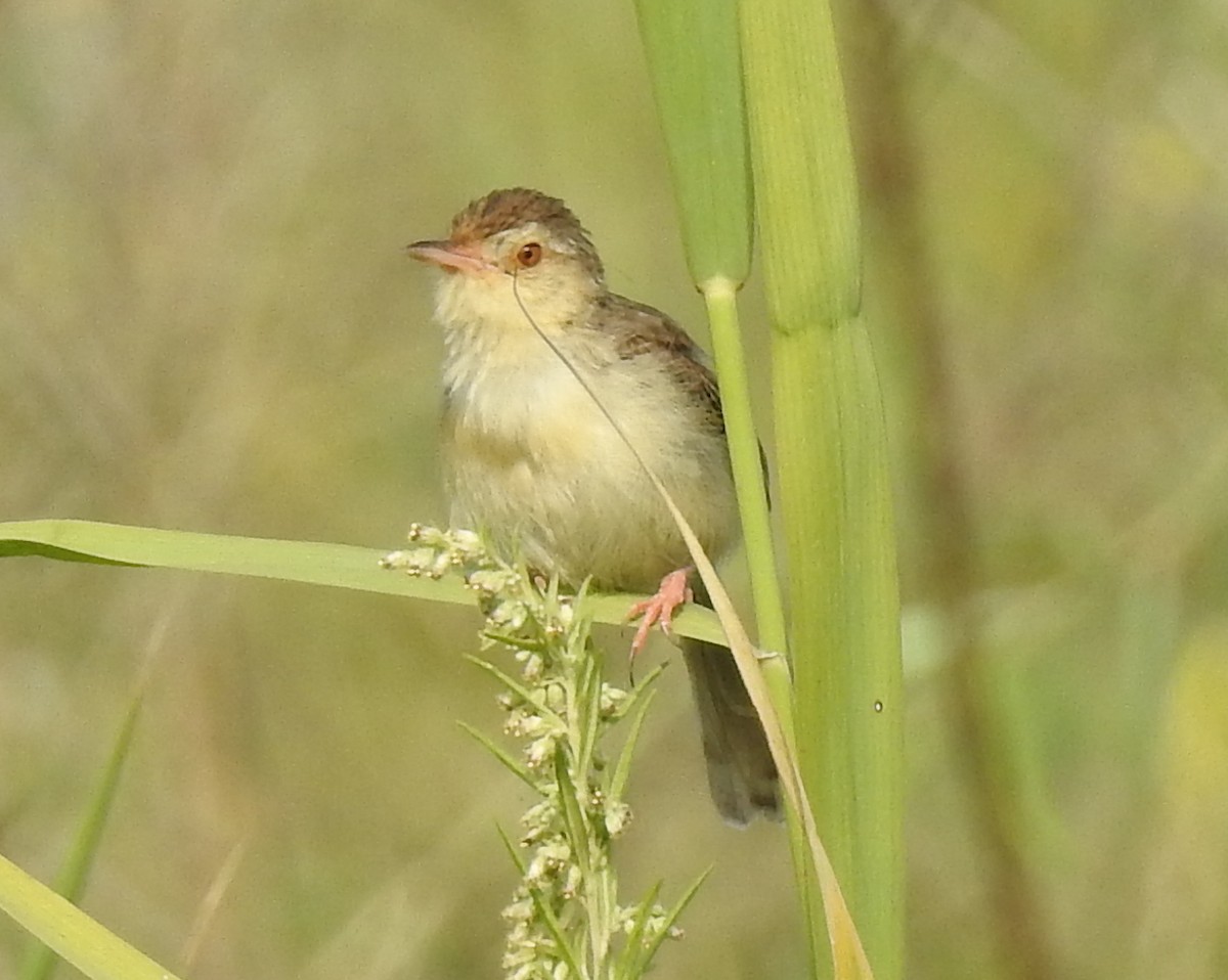 Plain Prinia - ML93436161