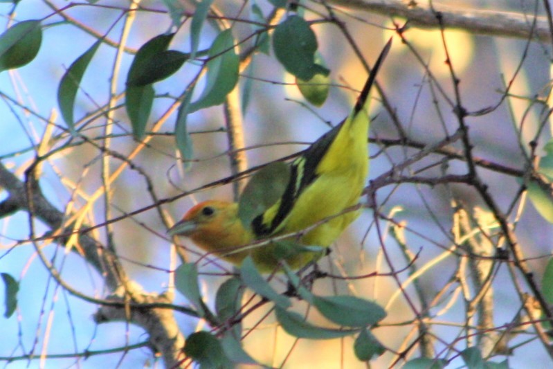 Western Tanager - ML93437991