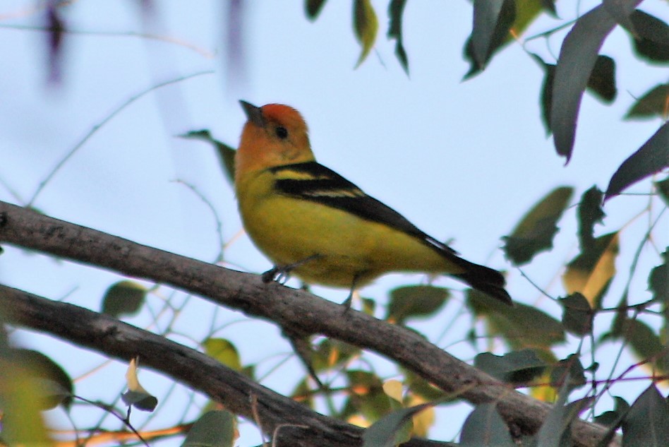 Western Tanager - ML93438001