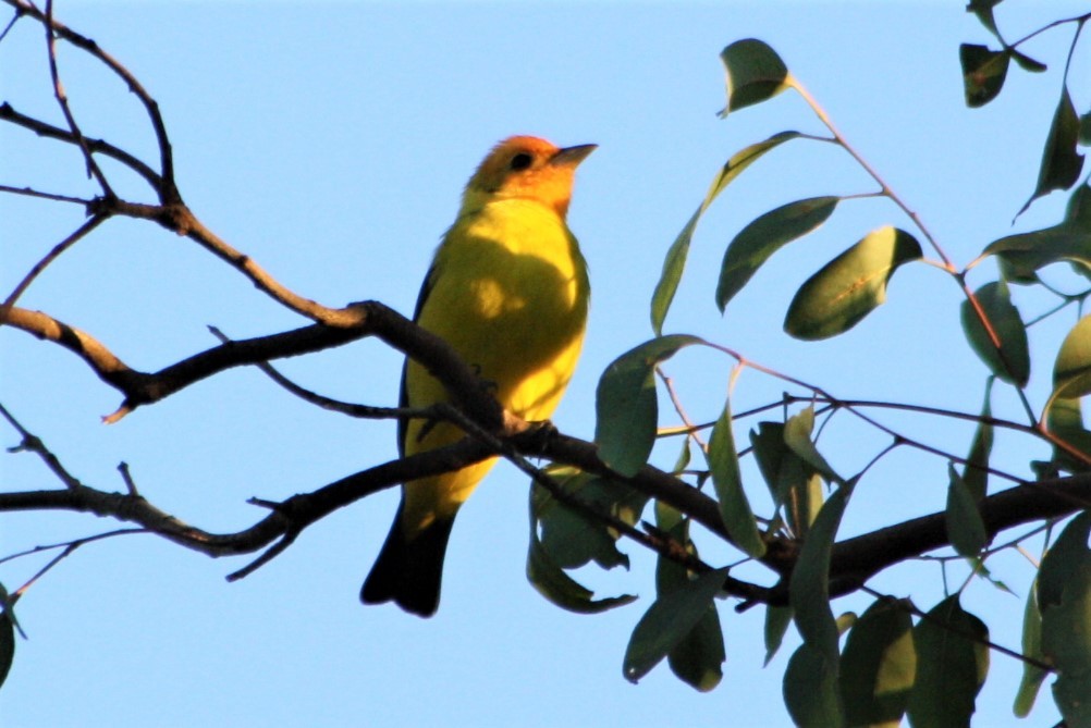 Western Tanager - ML93438011