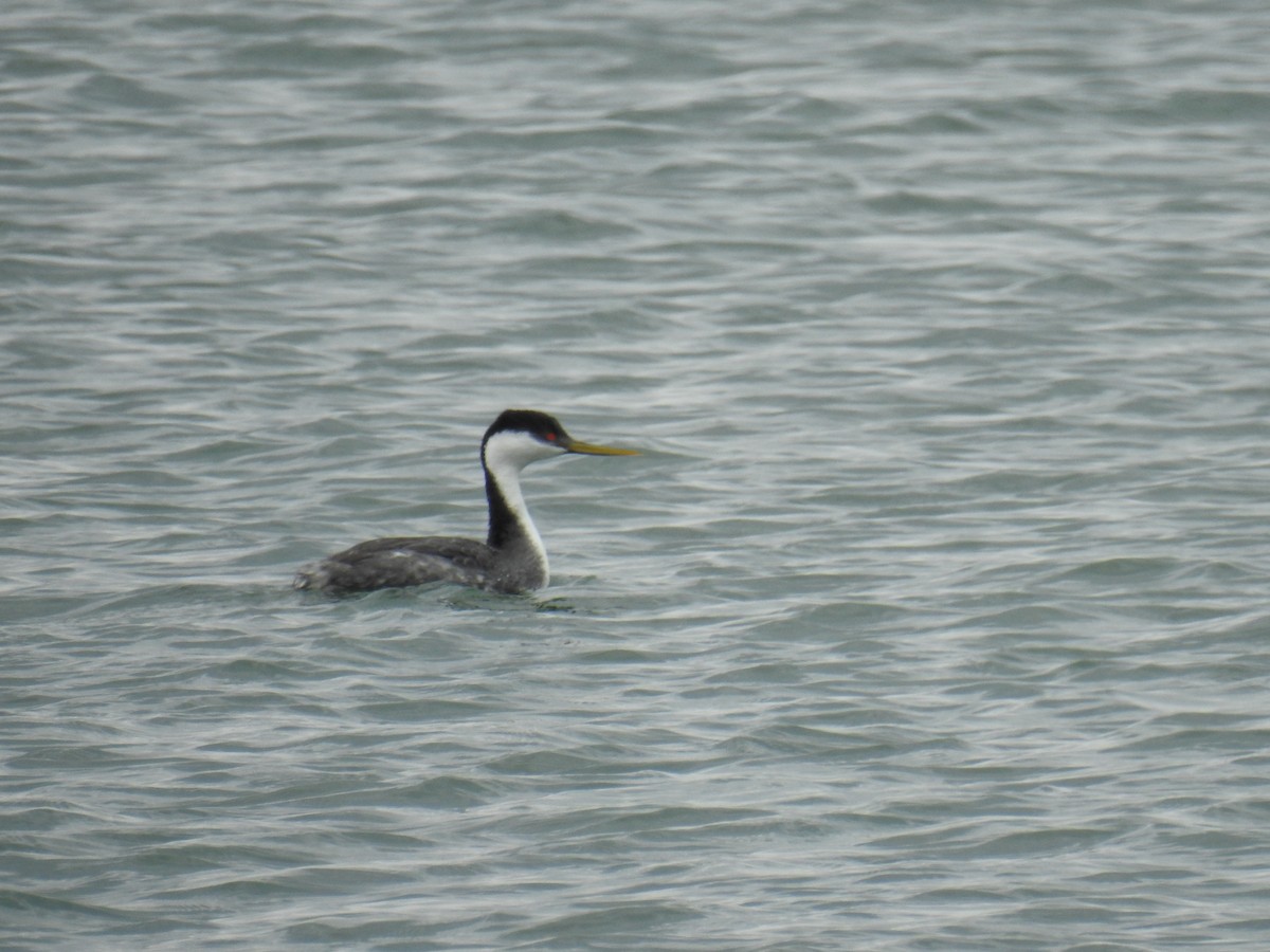 Western Grebe - Chris Cheatle