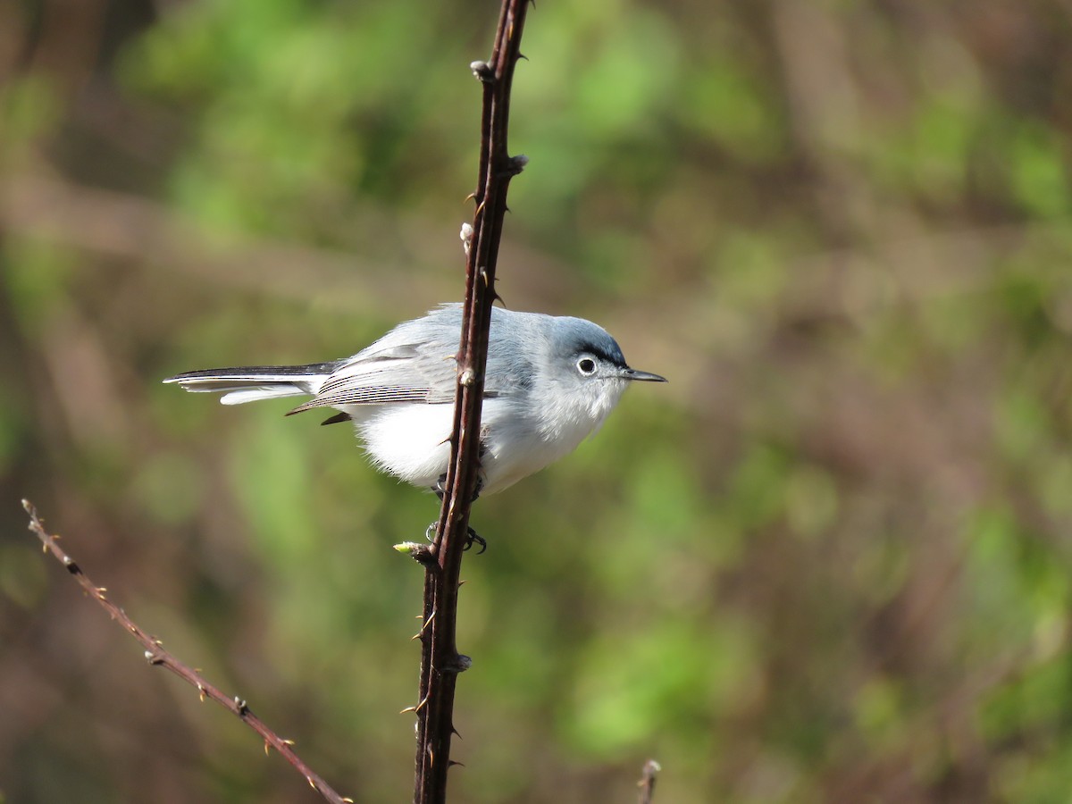 Gobemoucheron gris-bleu - ML93445171