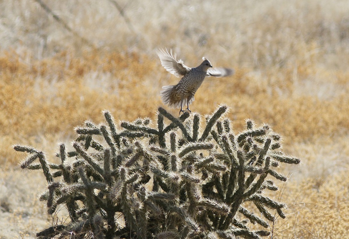 skjellvaktel - ML93445311