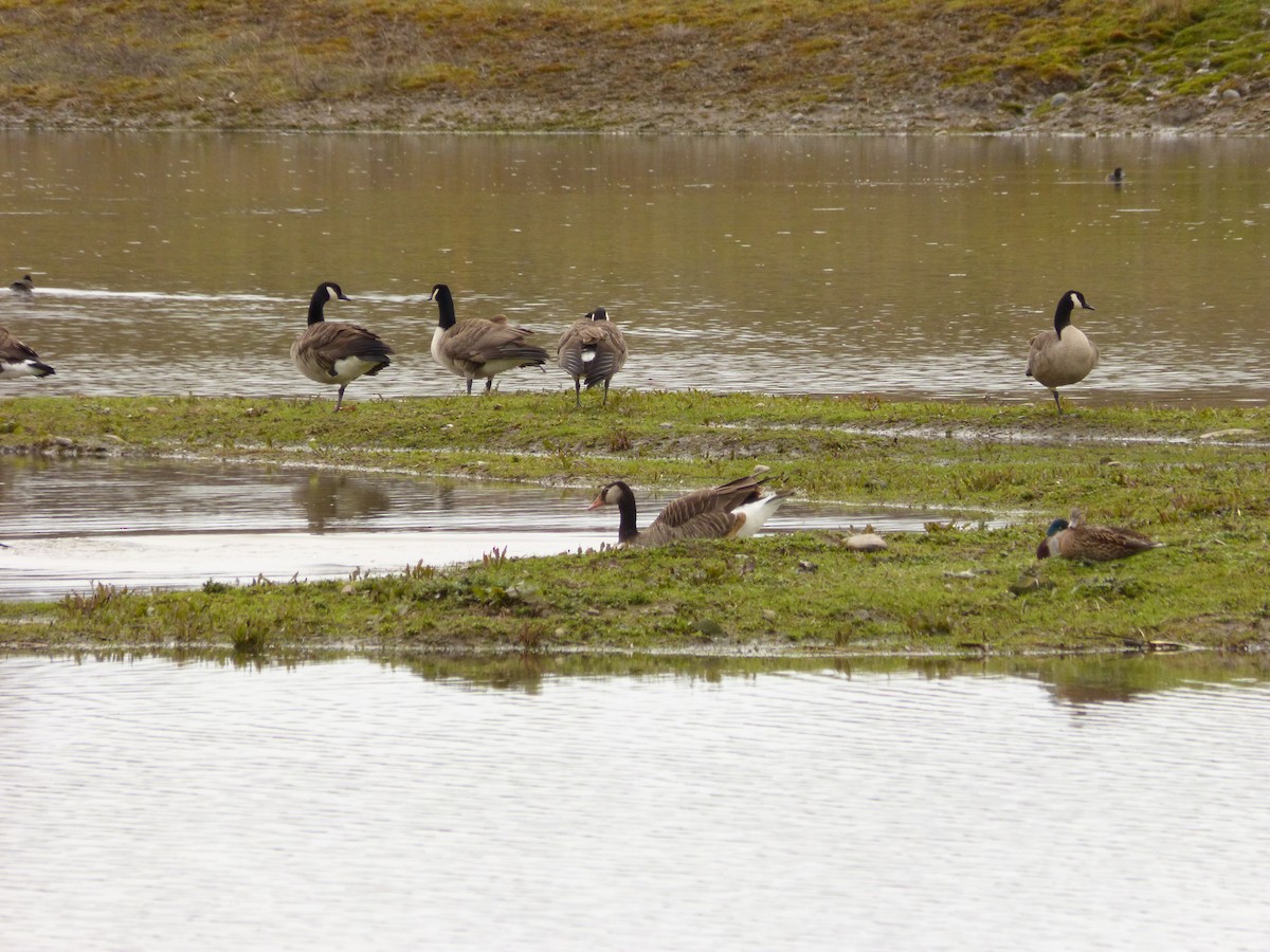Graylag x Canada Goose (hybrid) - ML93445631