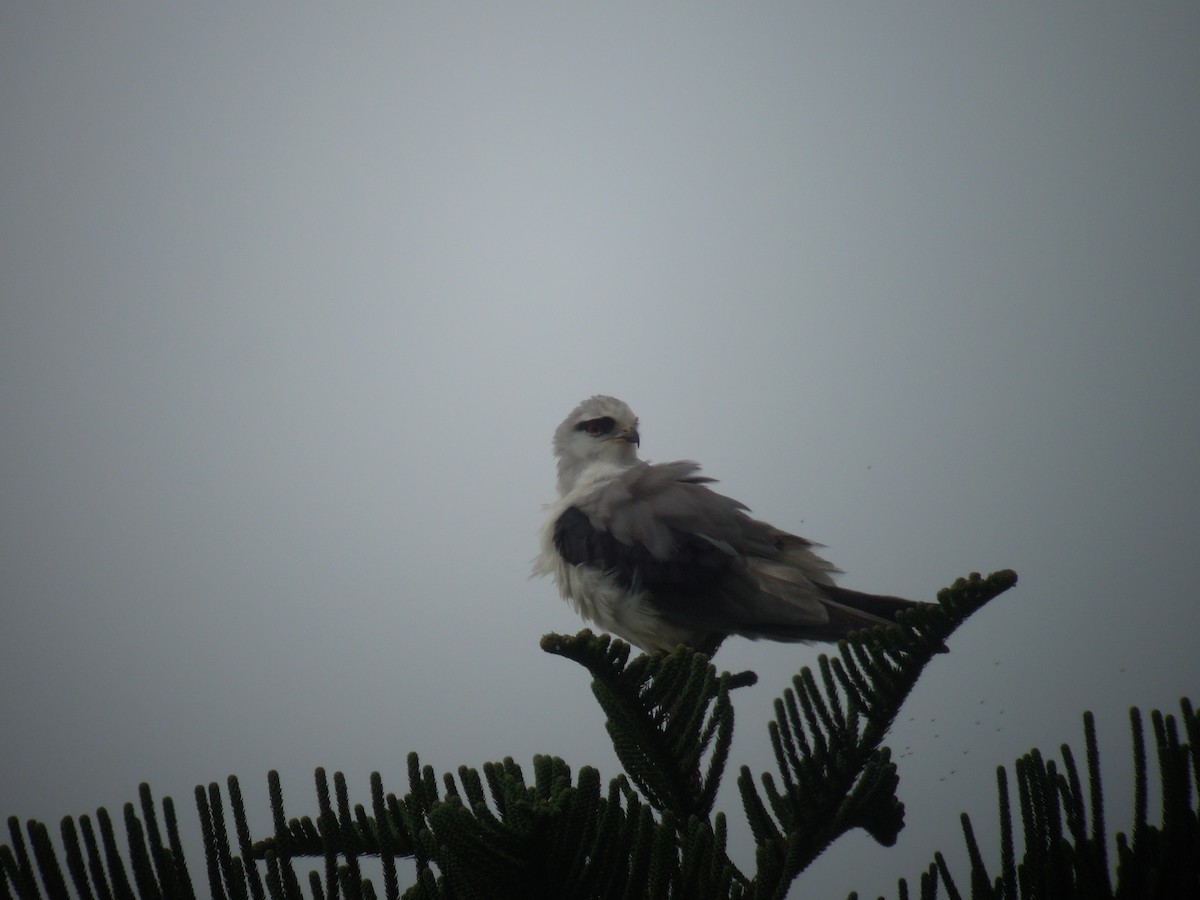 Black-winged Kite - ML93446831