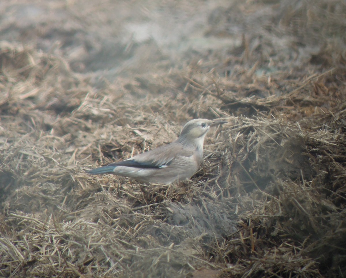 Red-billed Starling - ML93447501