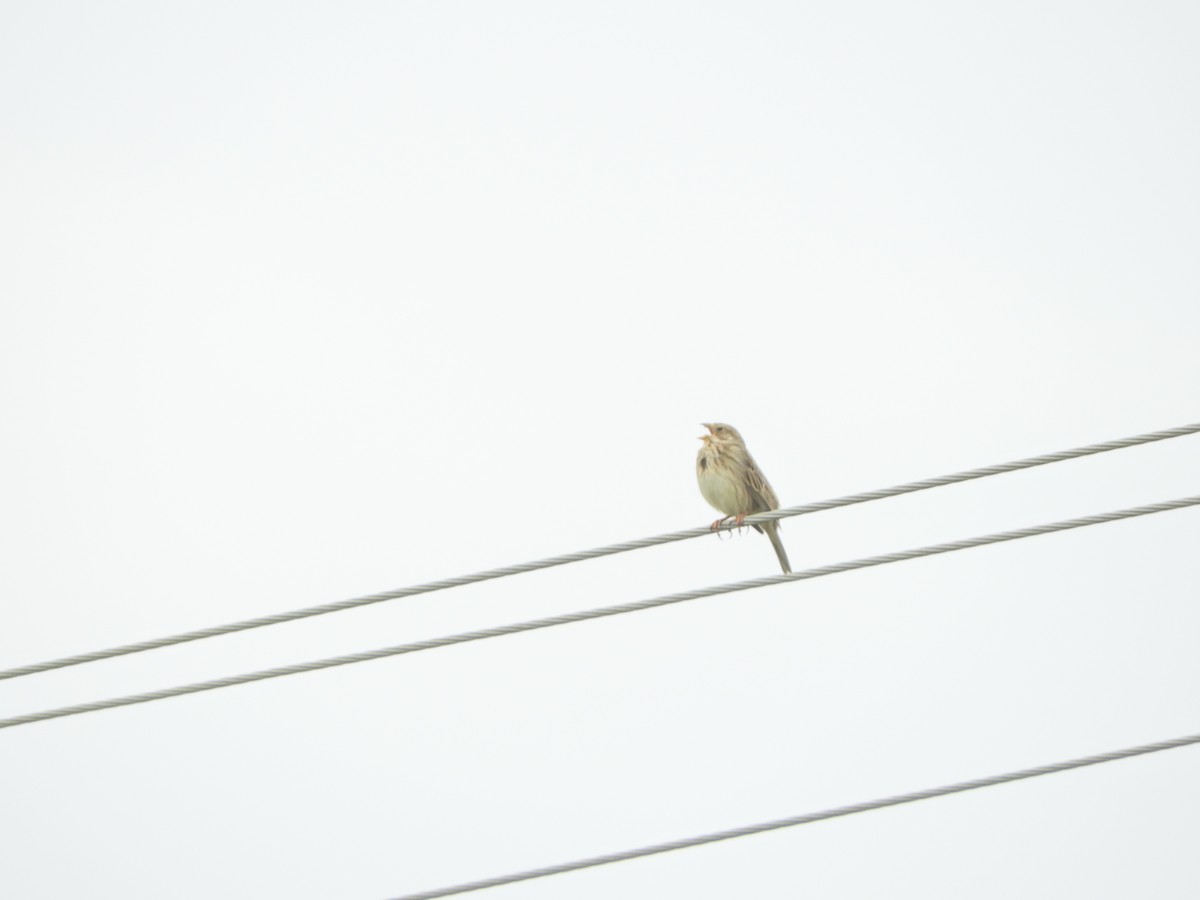 Corn Bunting - ML93447831