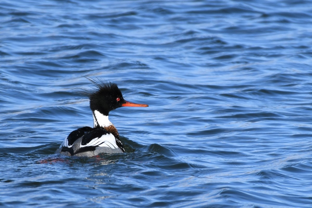 Red-breasted Merganser - Liz Harper