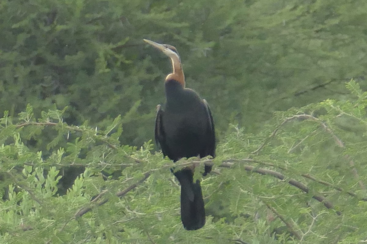 African Darter - Peter Kaestner