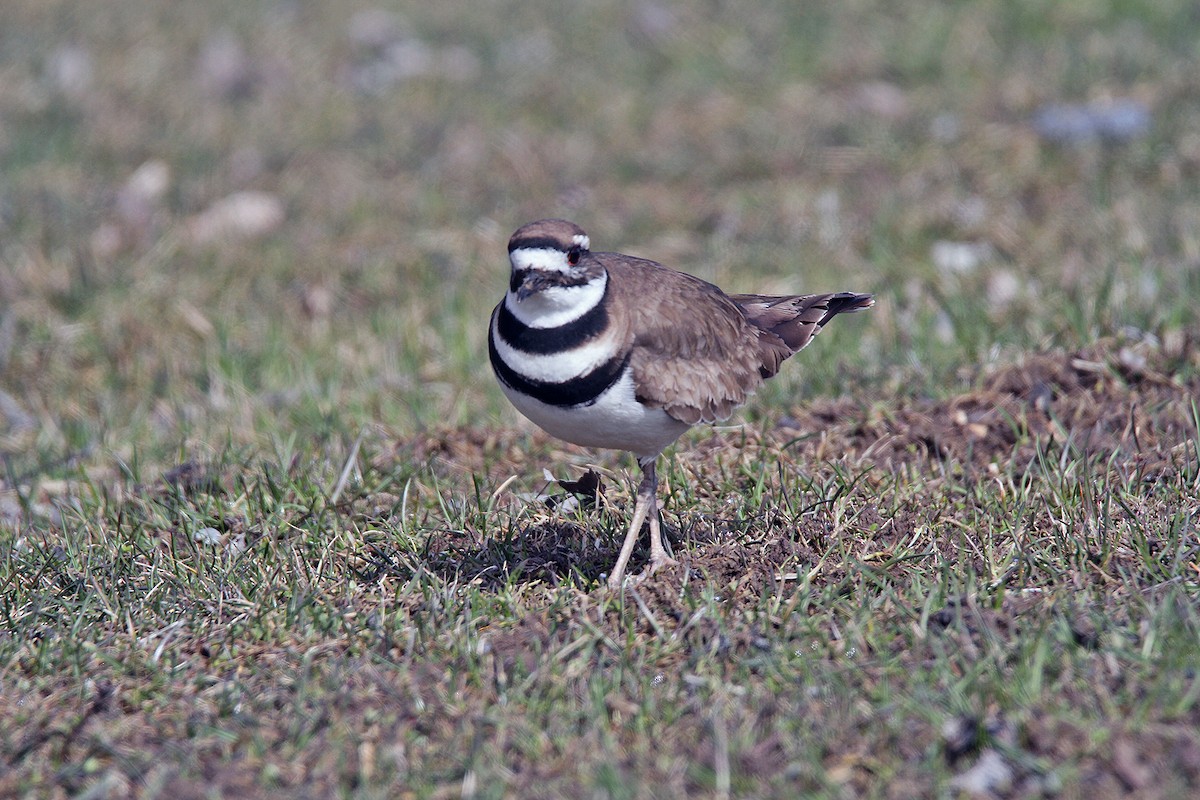 Killdeer - Ronald Harrower