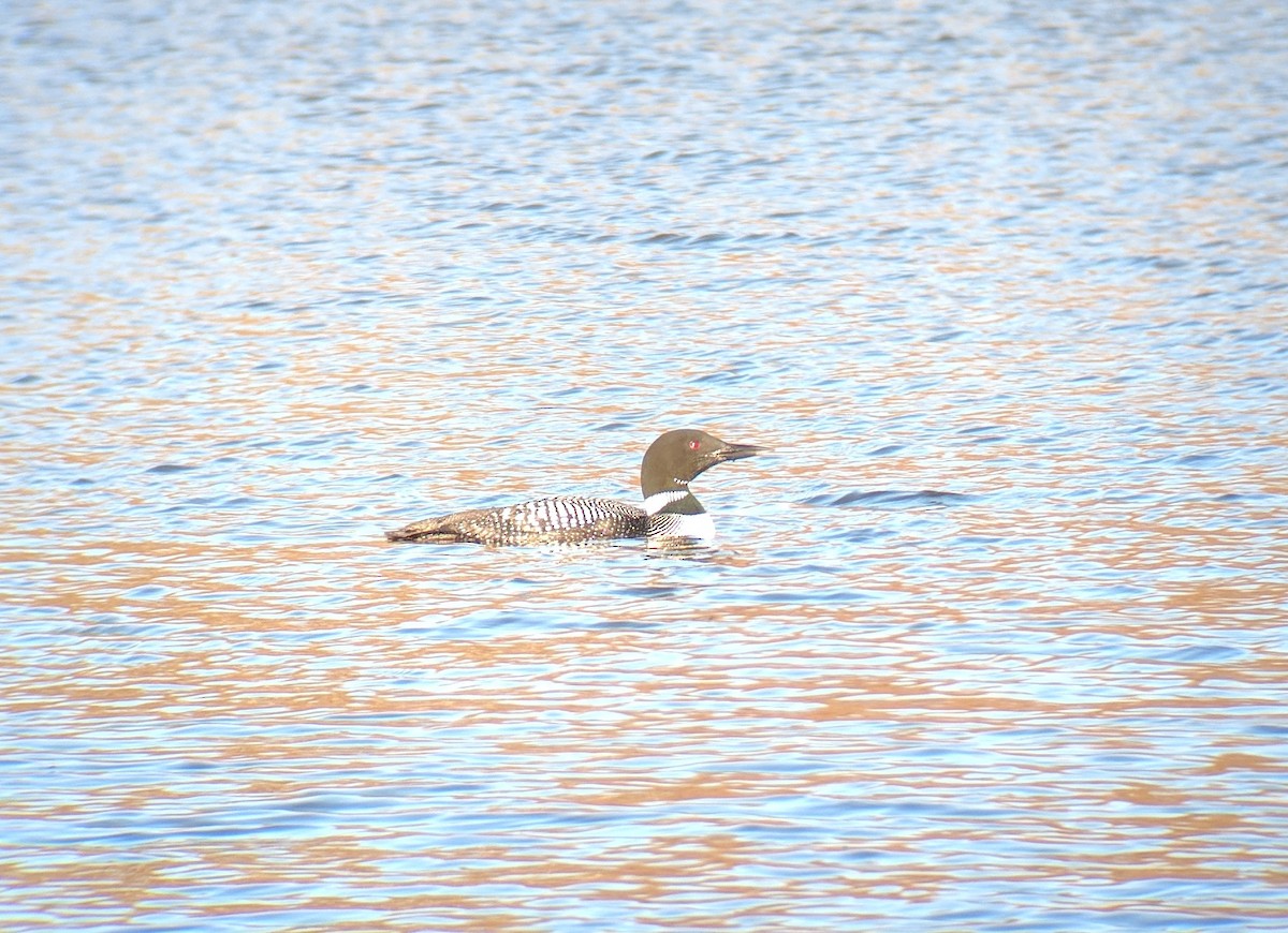 Common Loon - ML93454721