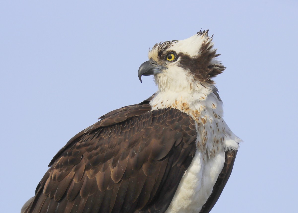 Águila Pescadora - ML93455031