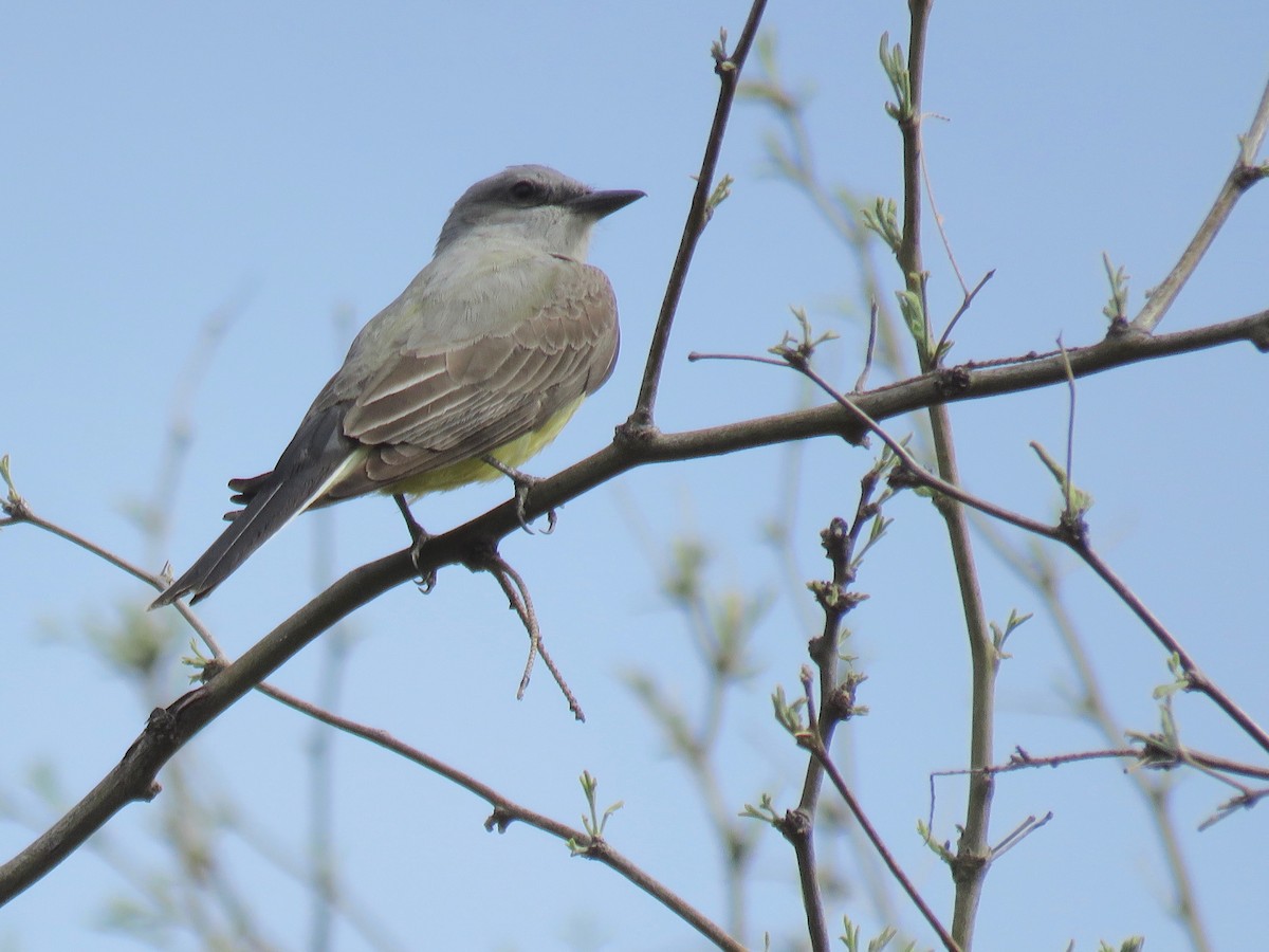 Western Kingbird - ML93455401