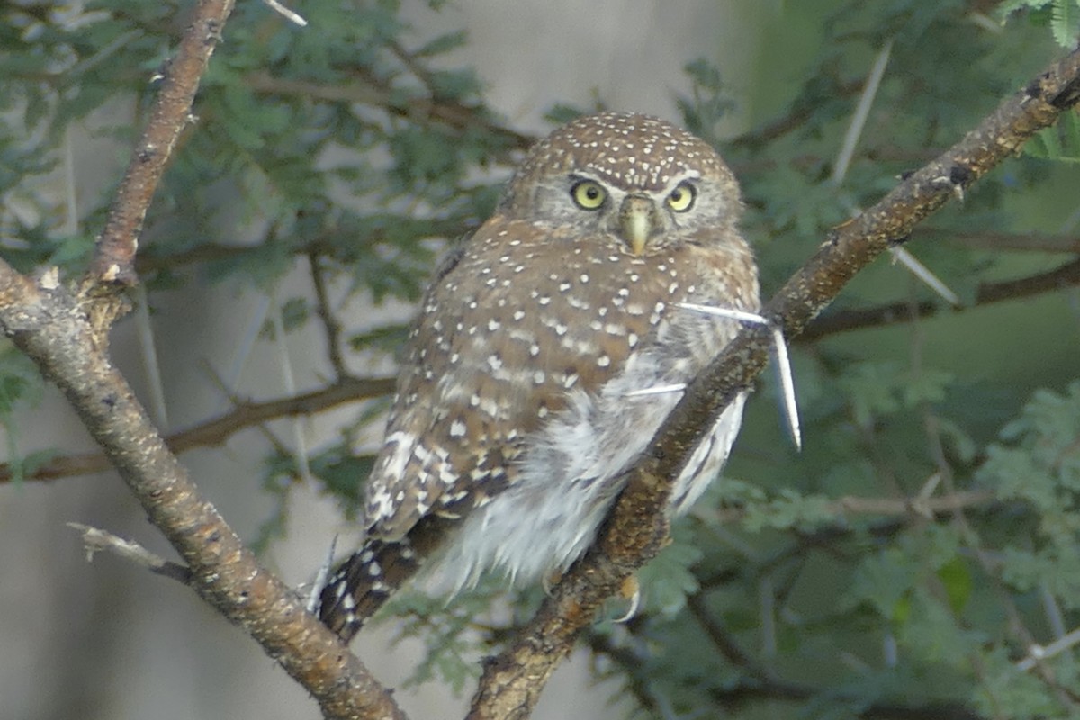 Pearl-spotted Owlet - ML93457971