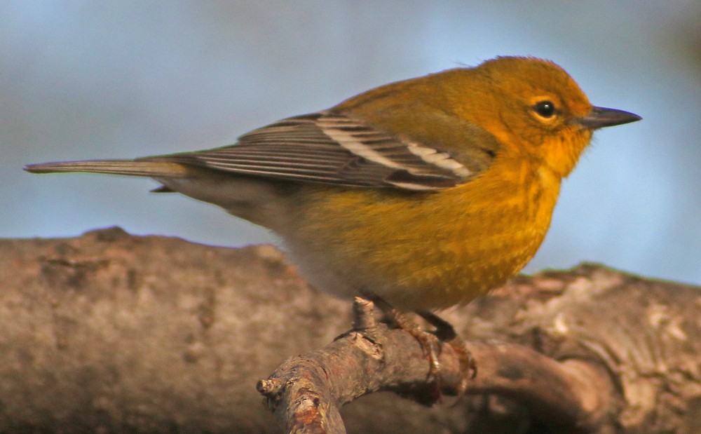 Pine Warbler - ML93460161