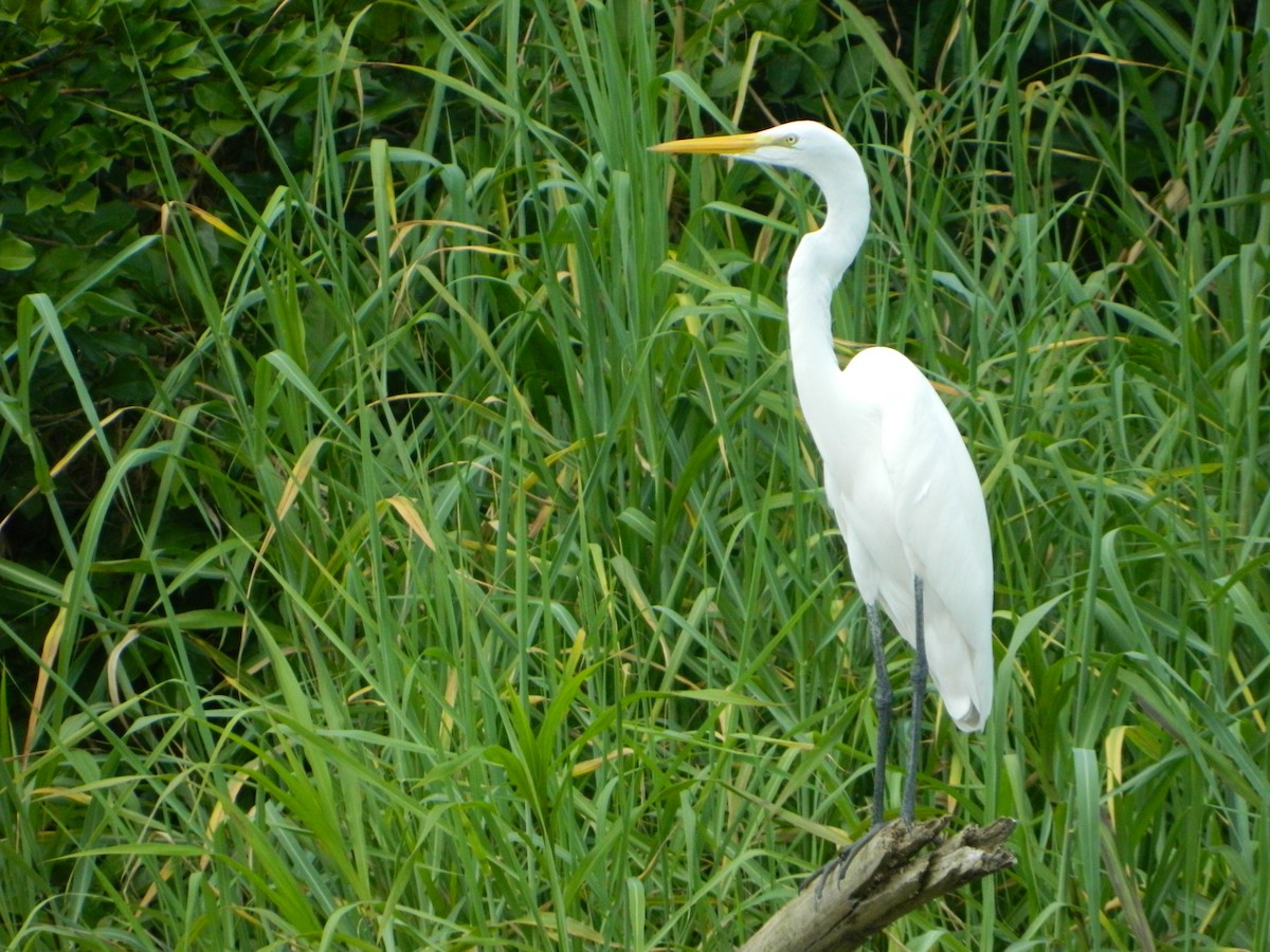 Great Egret - Javi Eslava