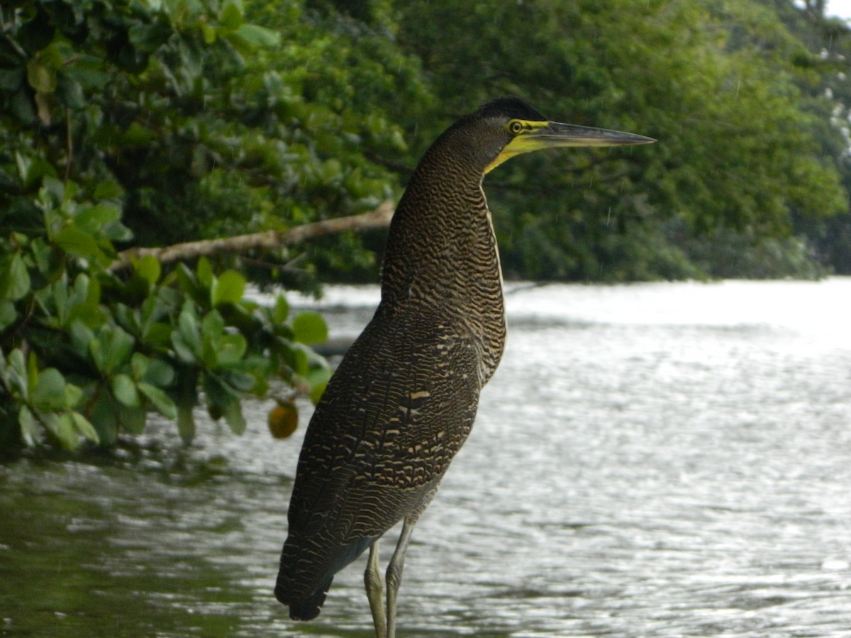 Bare-throated Tiger-Heron - Javi Eslava