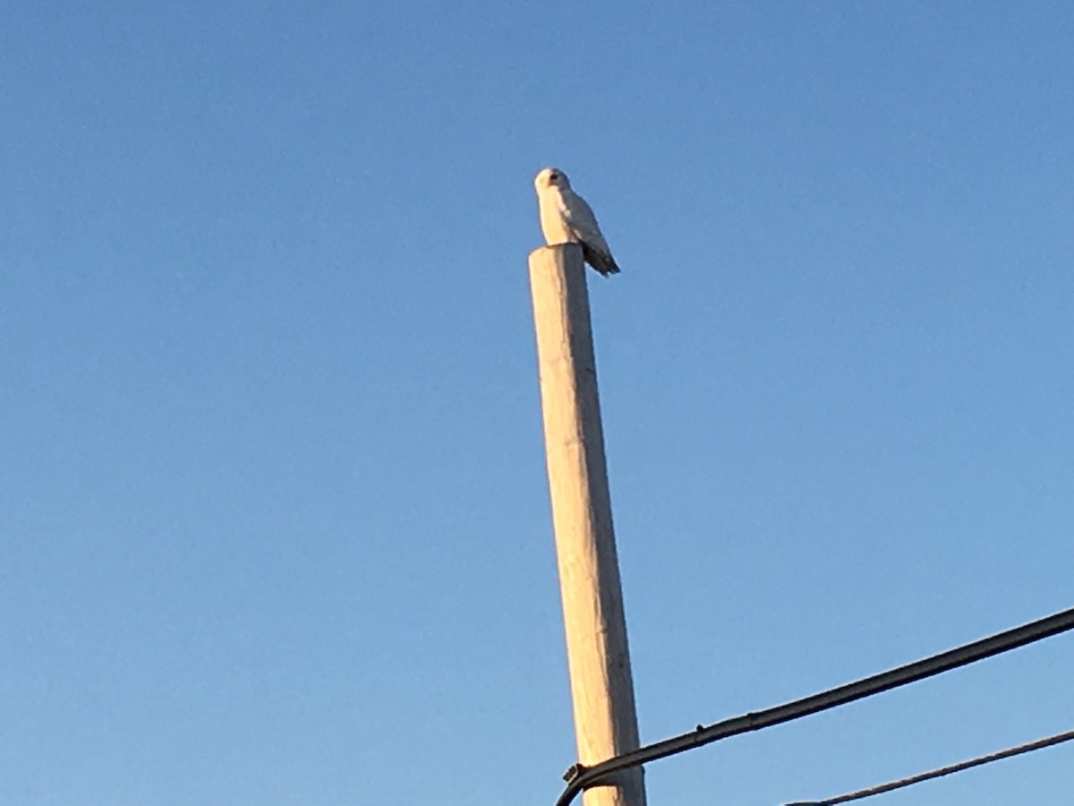 Snowy Owl - ML93460411