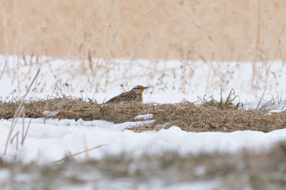 Eastern Meadowlark - ML93461071