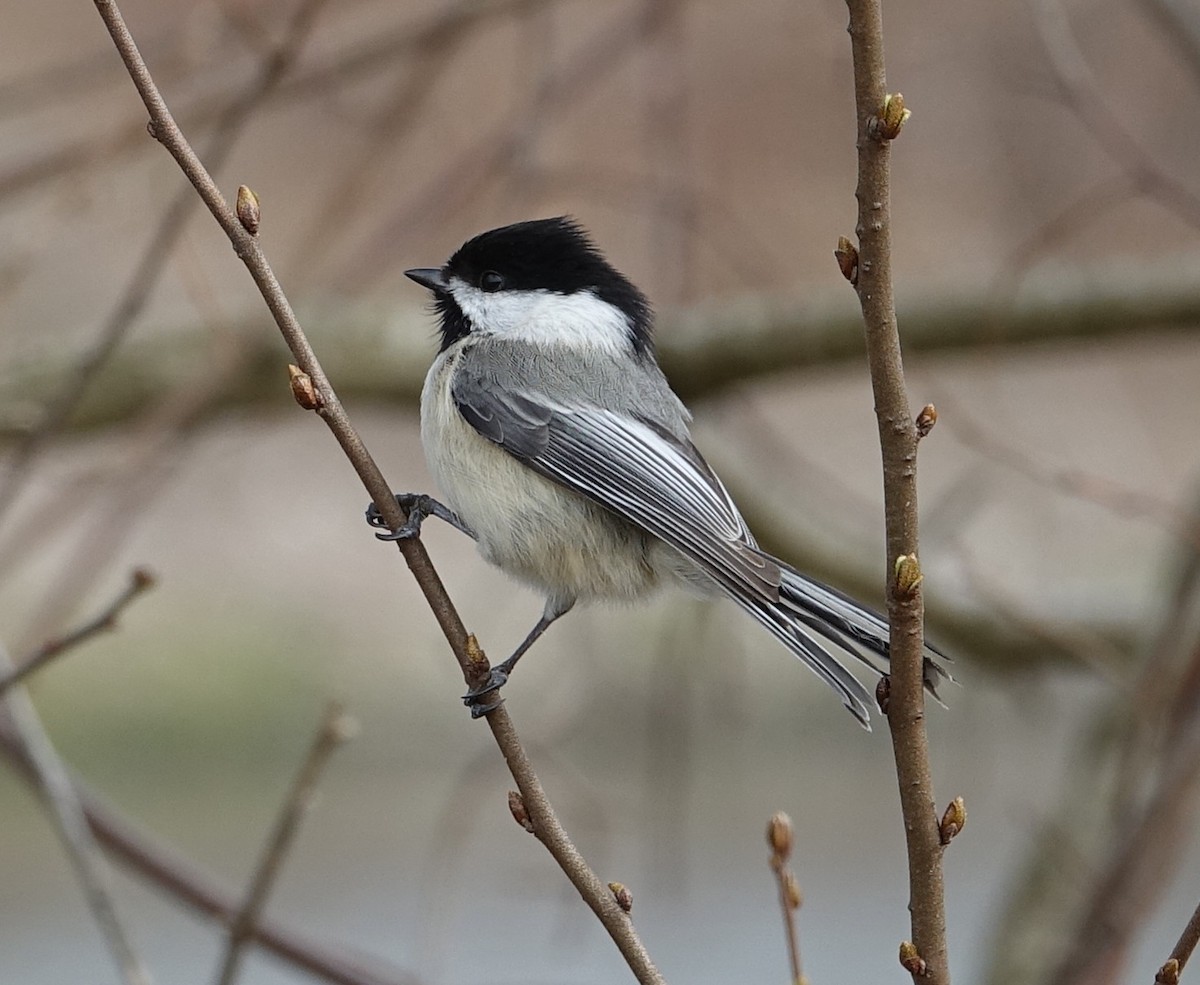 Black-capped Chickadee - ML93461581