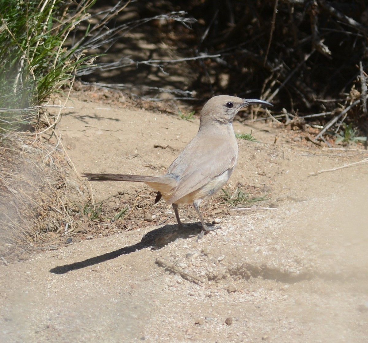 LeConte's Thrasher - ML93463051