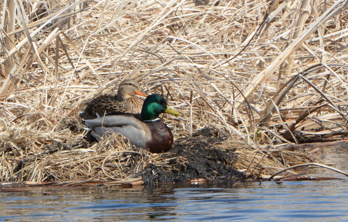 Mallard - Carol Hamilton