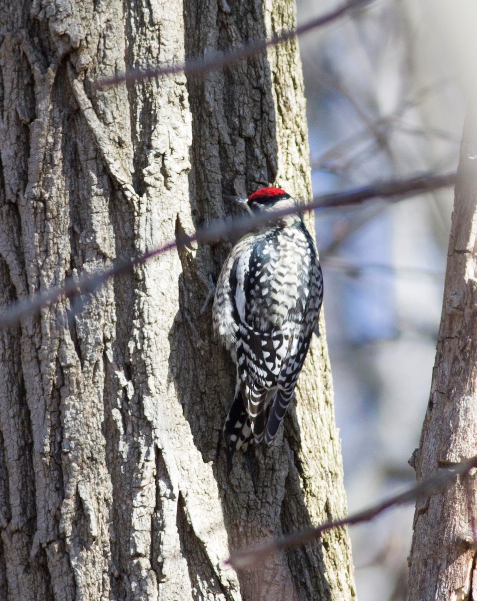 Yellow-bellied Sapsucker - ML93463721