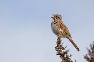 Song Sparrow