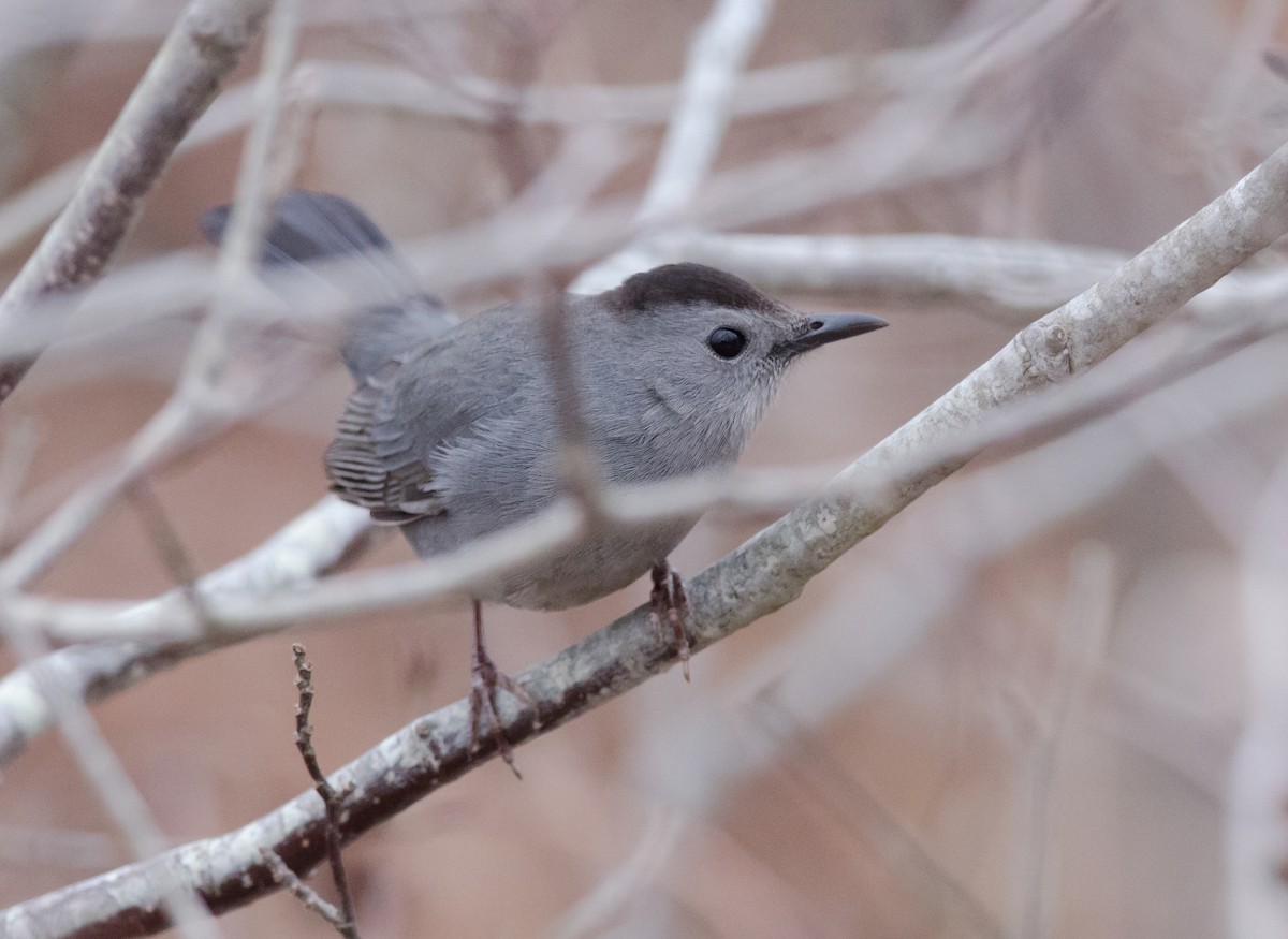 Pájaro Gato Gris - ML93464161