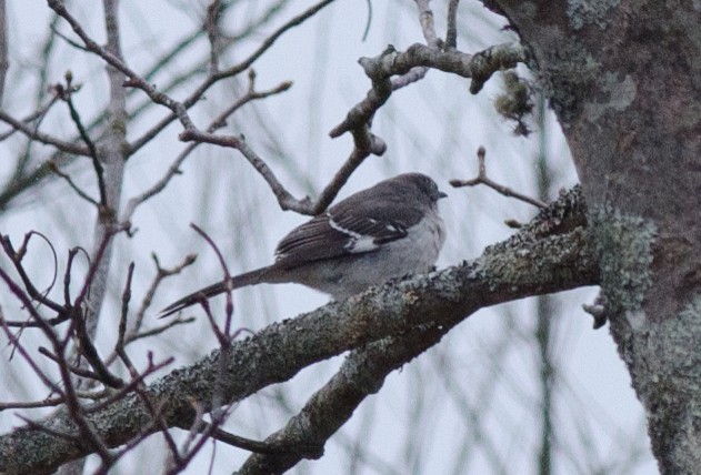 Northern Mockingbird - ML93464401