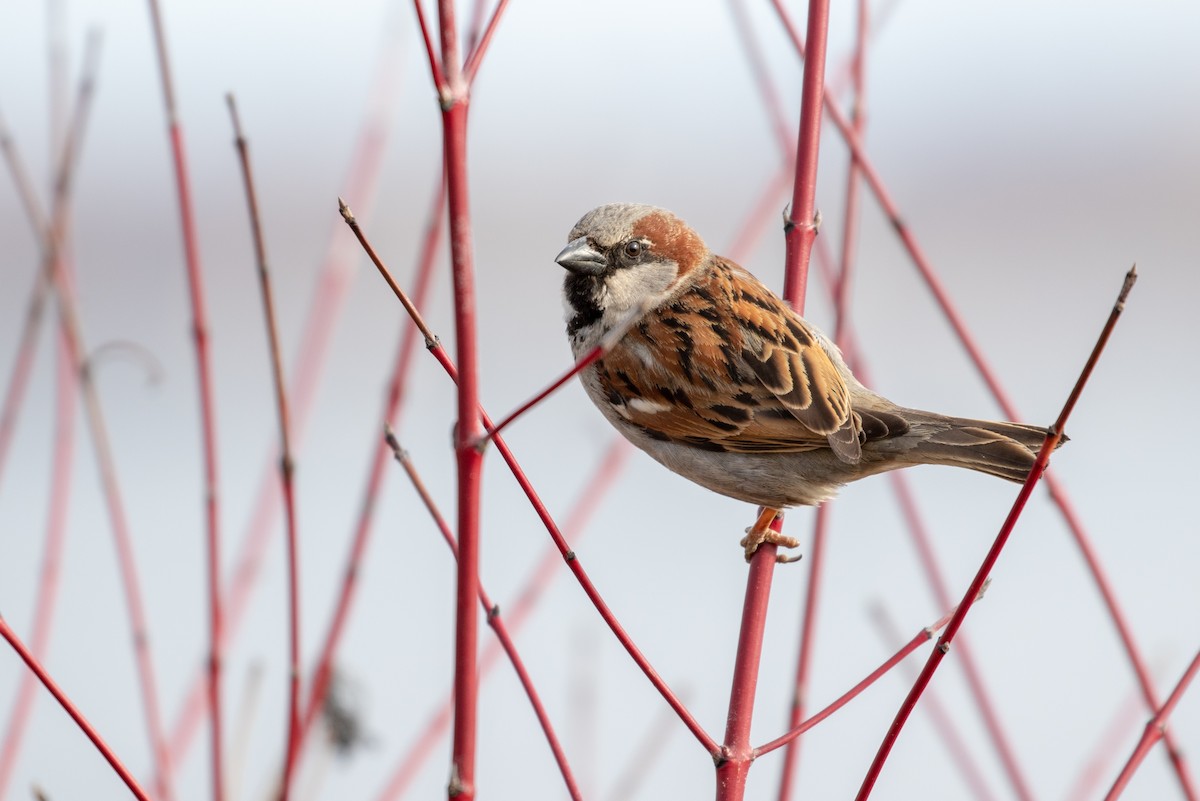 House Sparrow - Drew Weber