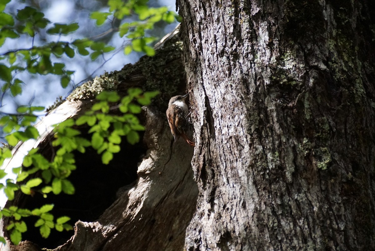 White-throated Treerunner - ML93465091