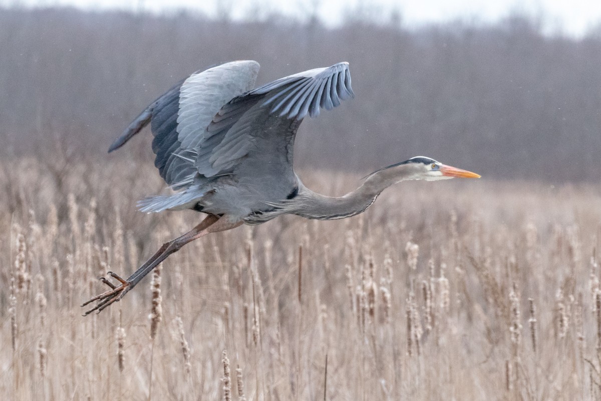 Great Blue Heron - ML93465231