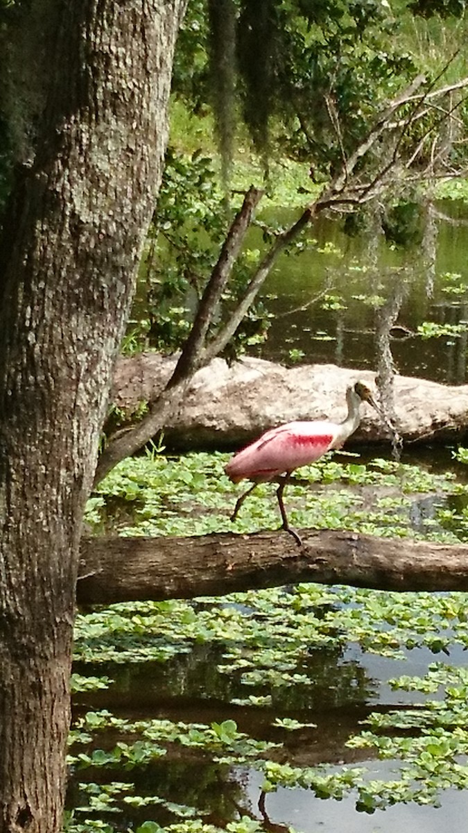 Roseate Spoonbill - ML93466851