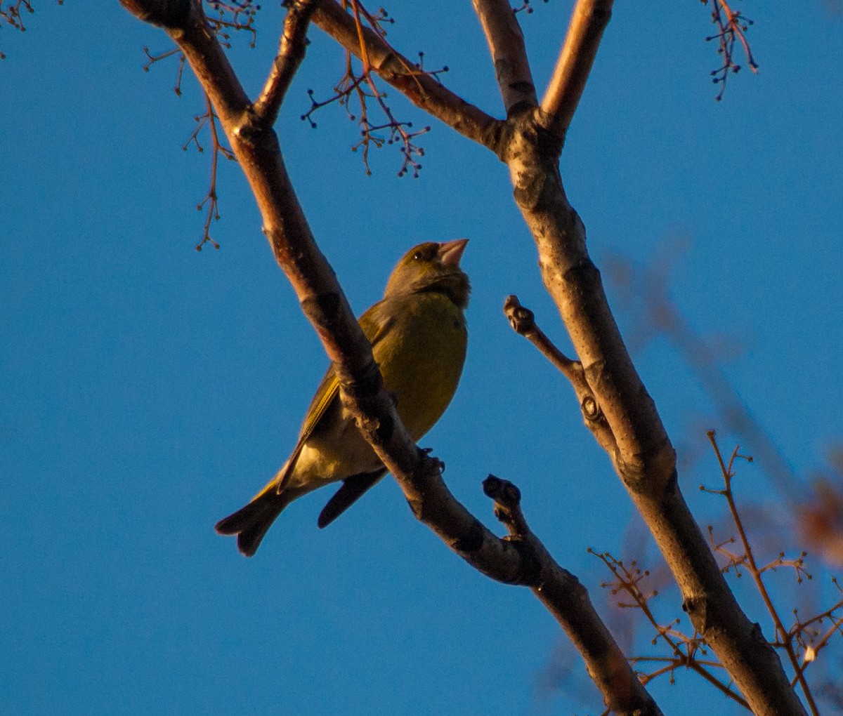 European Greenfinch - ML93469291