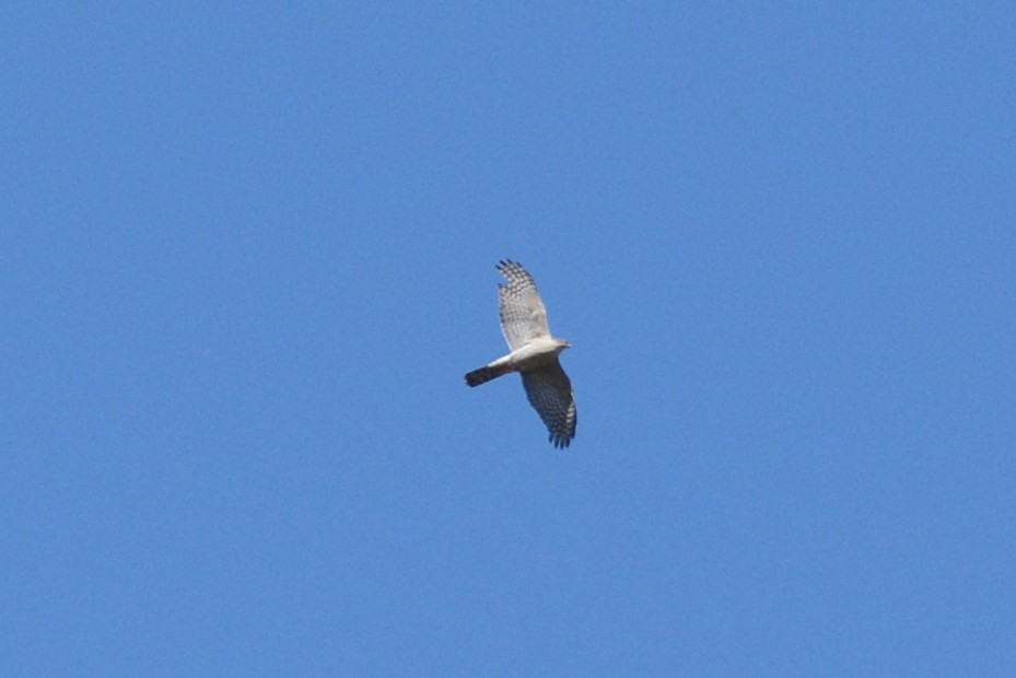 Eurasian Sparrowhawk - ML93469421